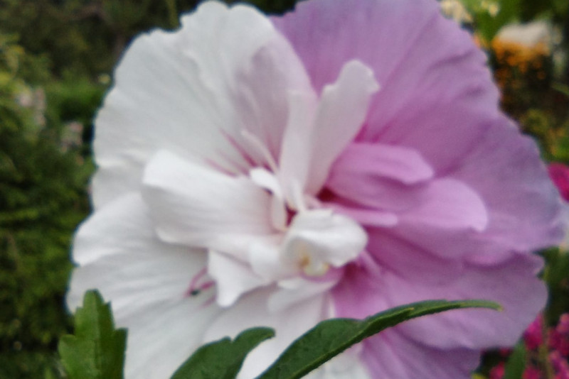 Hibiskus