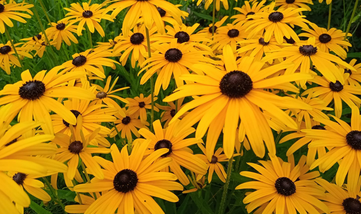 Rudbekia
