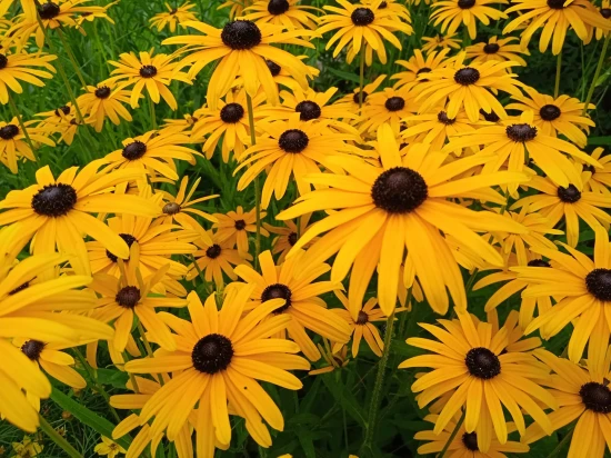 Rudbekia