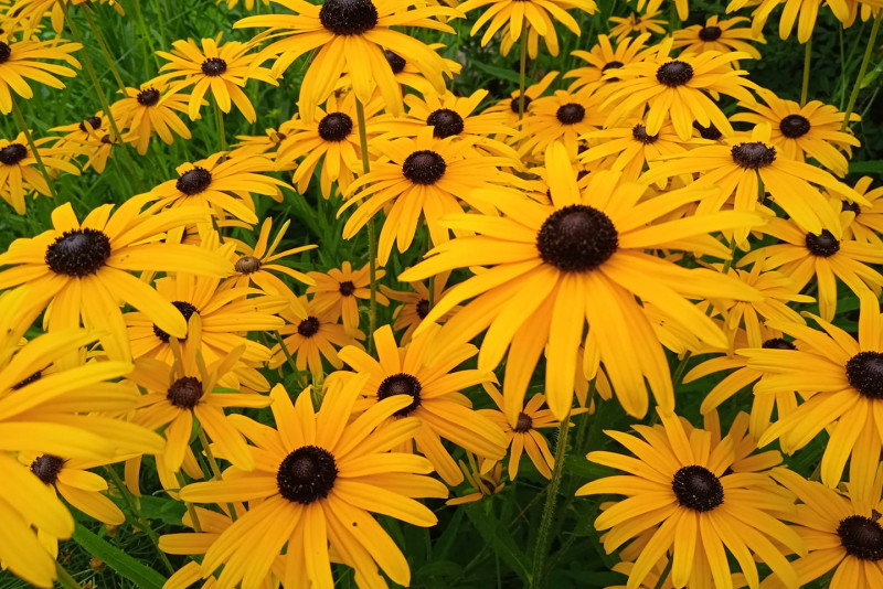 Rudbekia