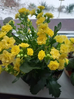 Kalanchoe - galeria zdjęć