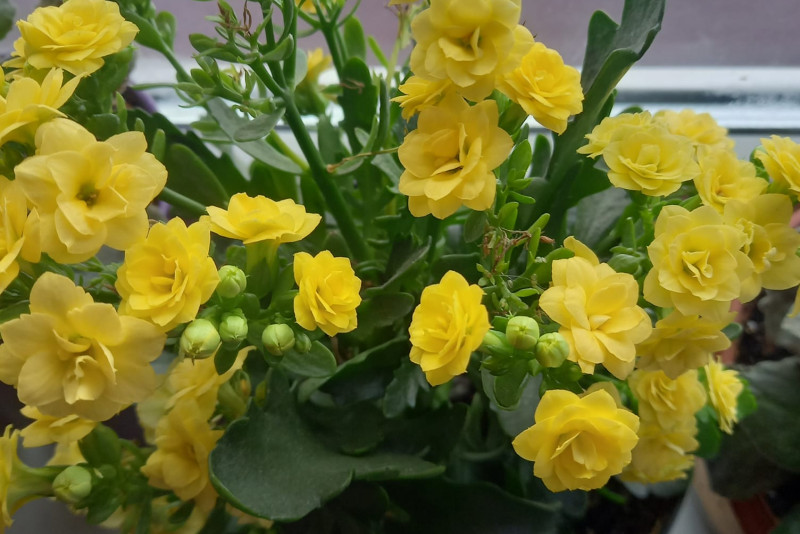 Kalanchoe - galeria zdjęć