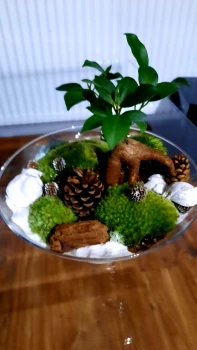 Bonsai
