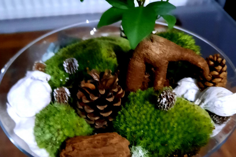 Bonsai