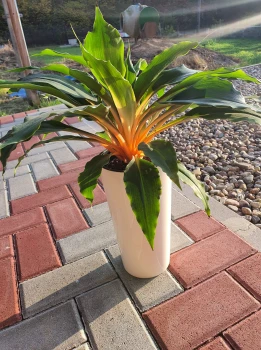 Zielistka orange green
