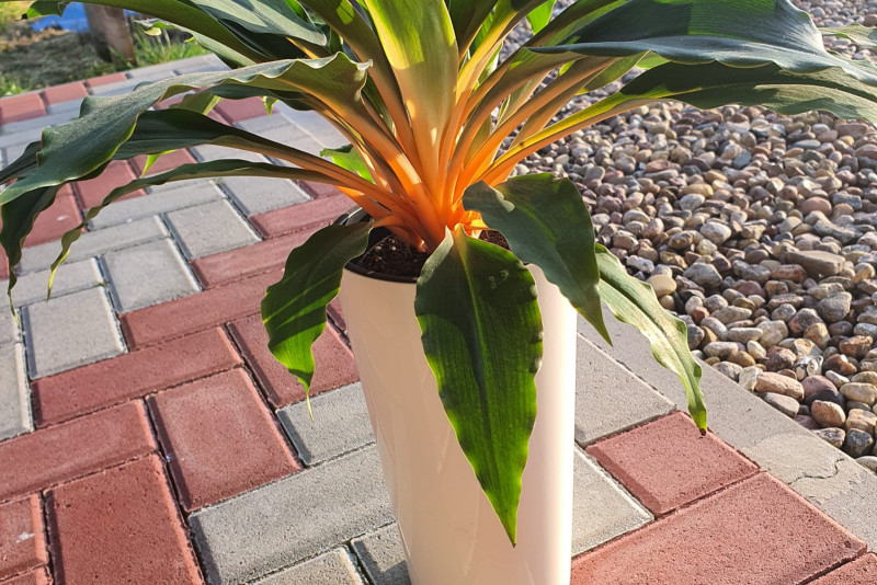 Zielistka orange green