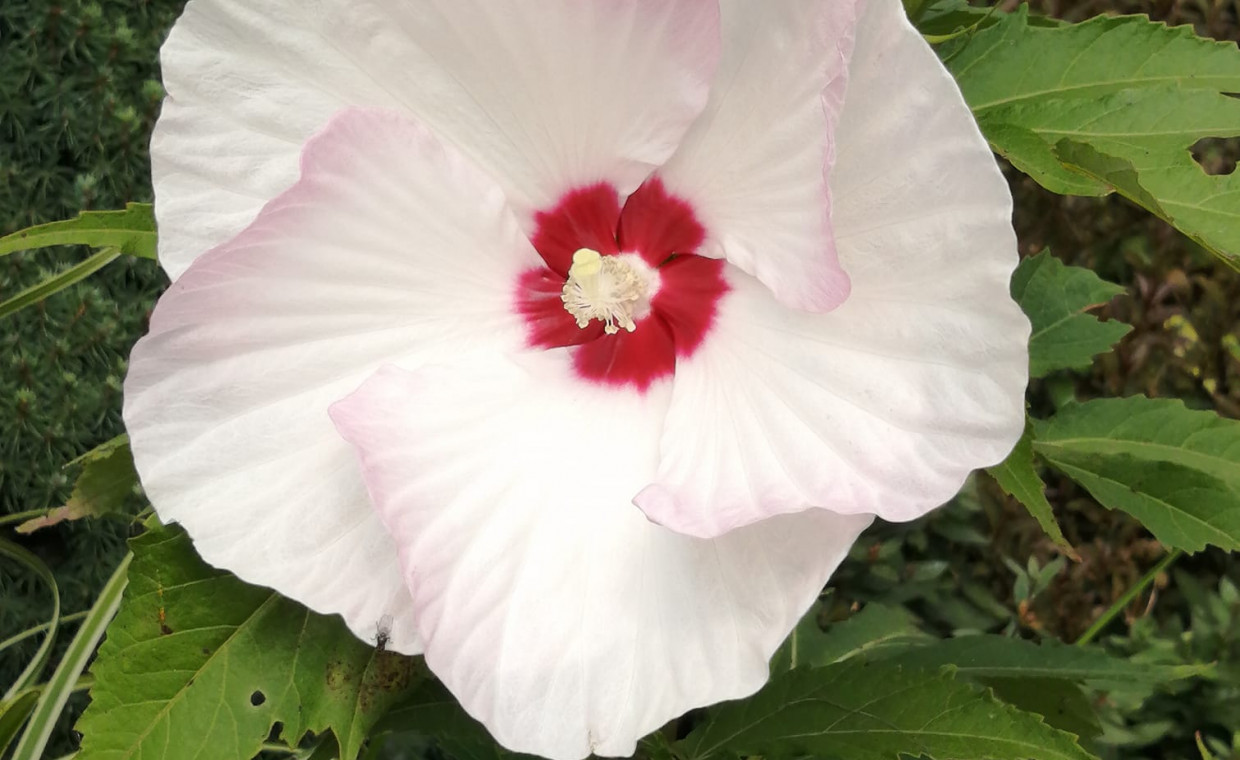 Hibiskus olbrzymi