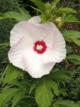 Hibiskus olbrzymi