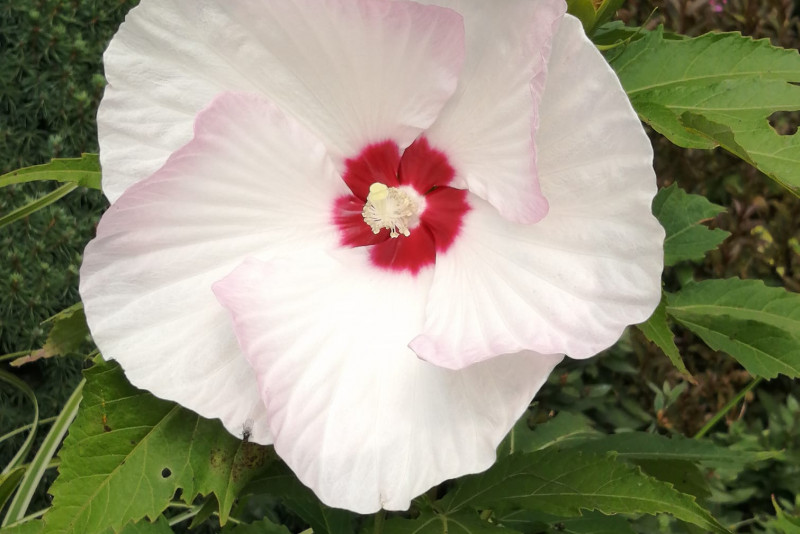 Hibiskus olbrzymi