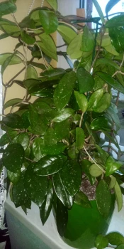 Hoja