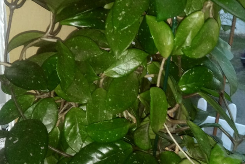 Hoja