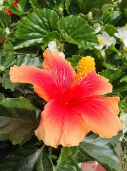 Hibiskus