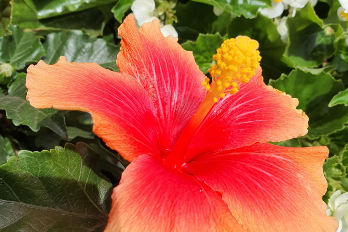 Hibiskus