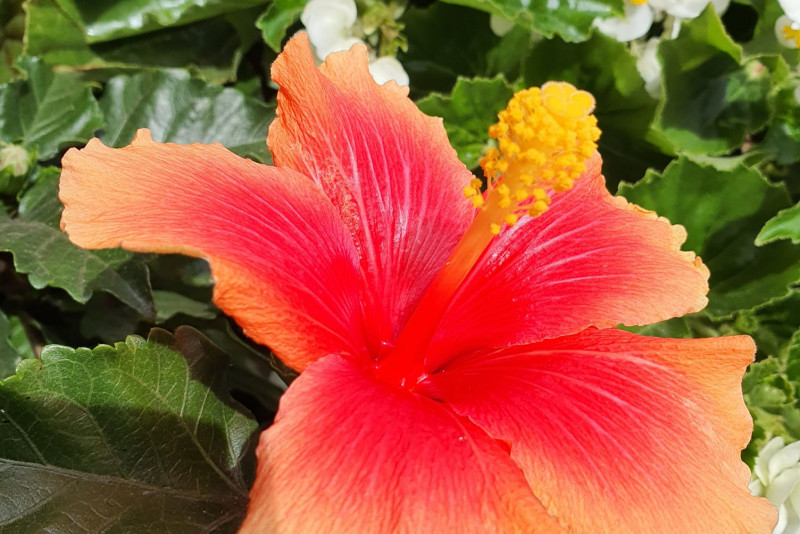 Hibiskus