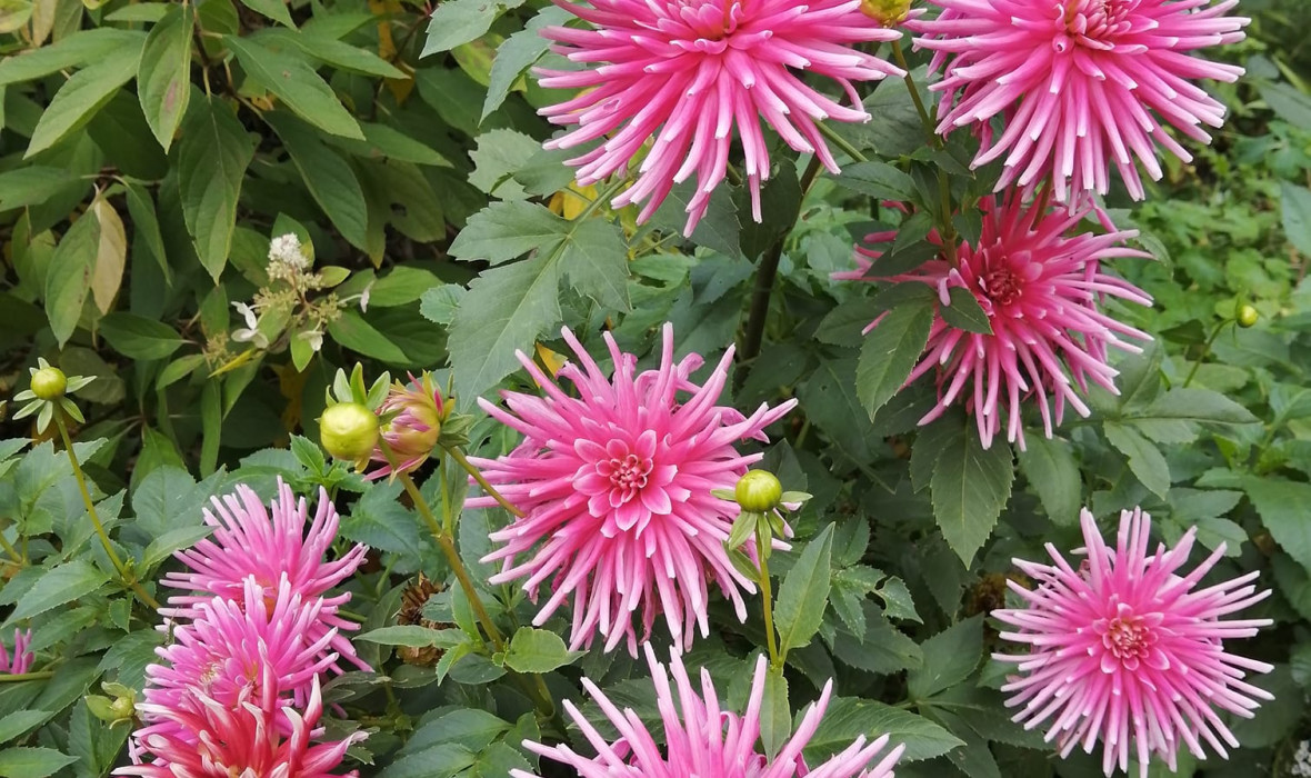 Dalia