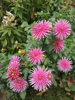 Dalia