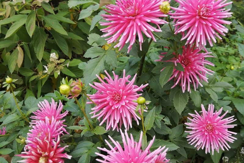 Dalia