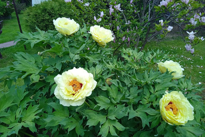 Piwonia drzewiasta