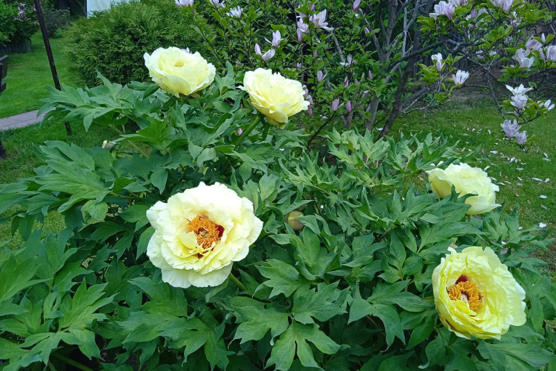 Piwonia drzewiasta