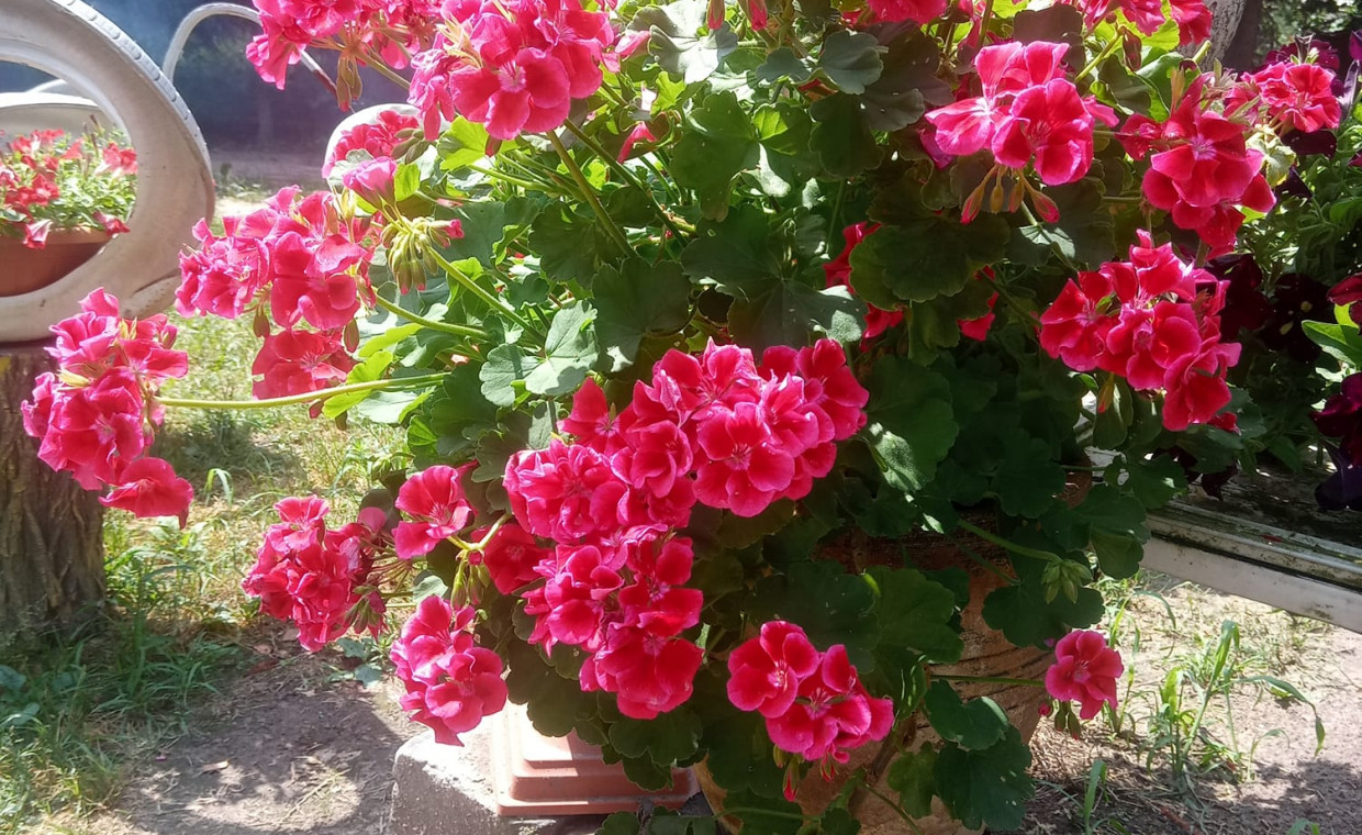 Pelargonia