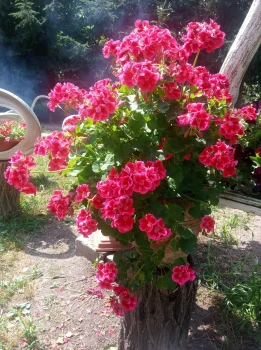 Pelargonia