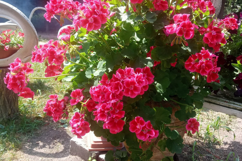 Pelargonia