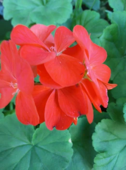 Pelargonia