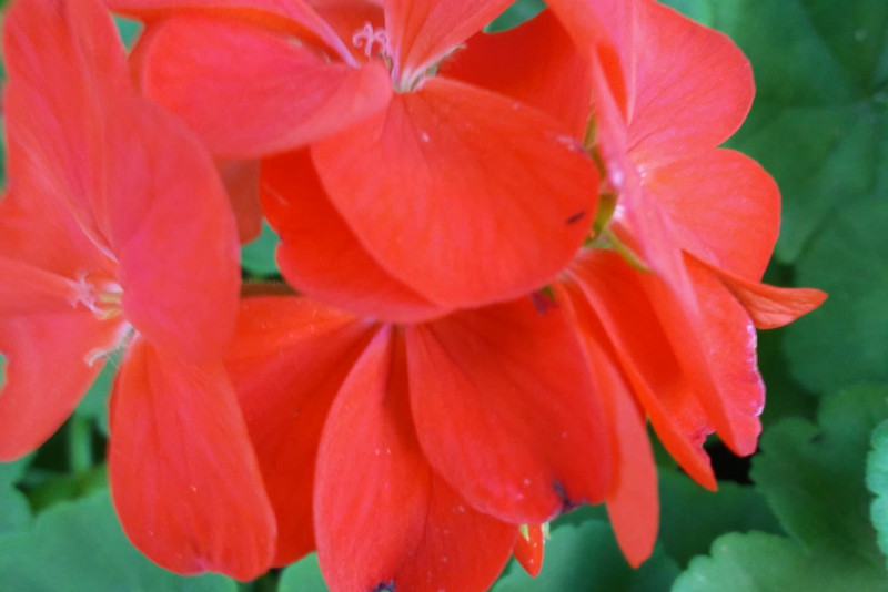 Pelargonia