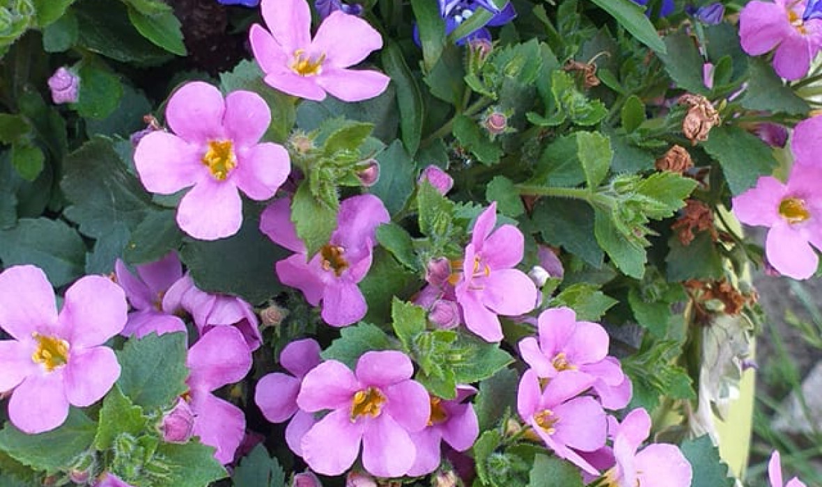 Bacopa