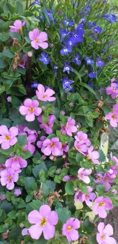Bacopa