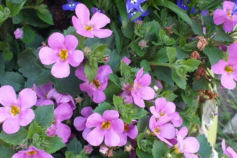 Bacopa