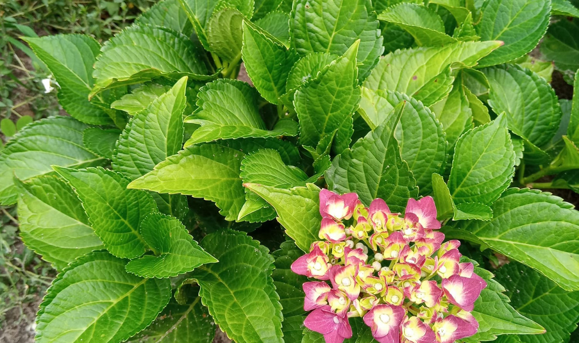 Hortensja rabatowa