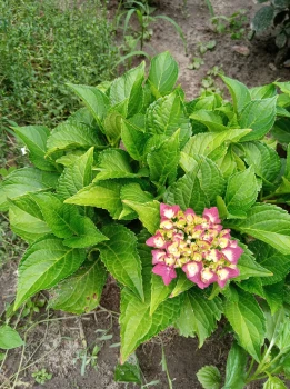 Hortensja rabatowa