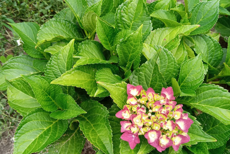 Hortensja rabatowa