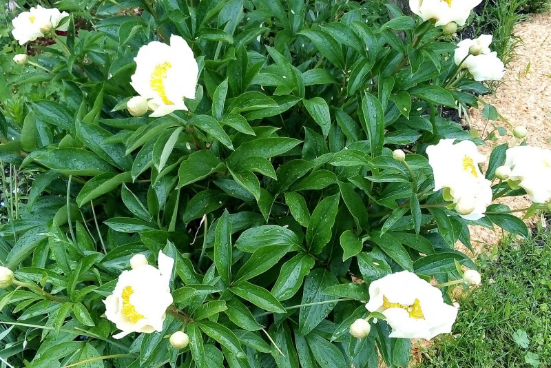 Piwonia