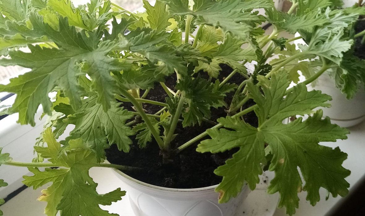 Anginka geranium