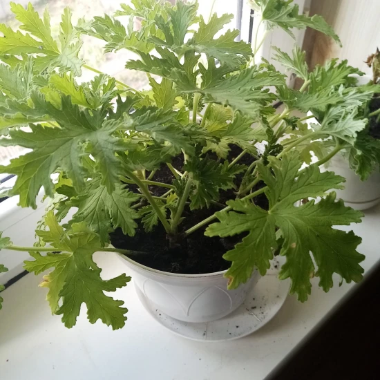 Anginka geranium