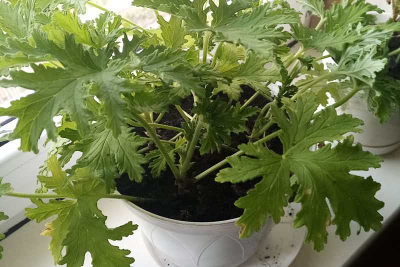 Anginka geranium
