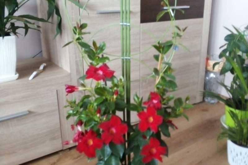 Mandevilla