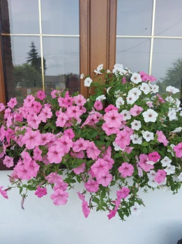 Petunia