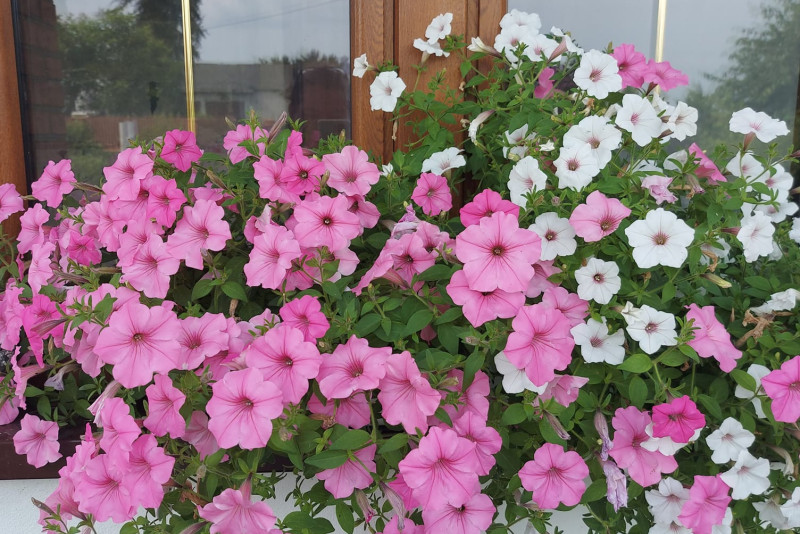 Petunia