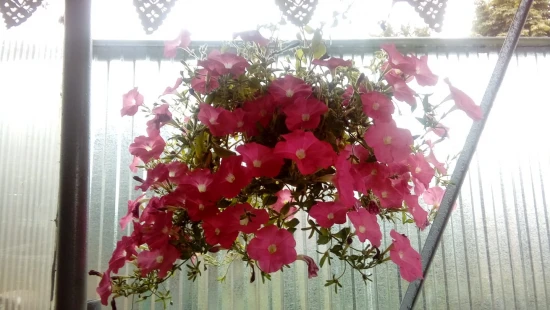 Petunia