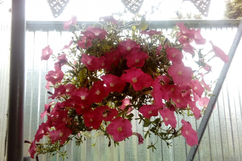 Petunia