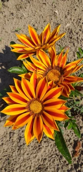 Gazania