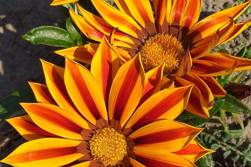 Gazania