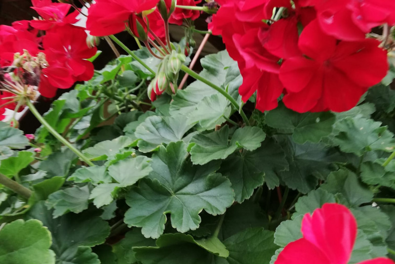 Pelargonia