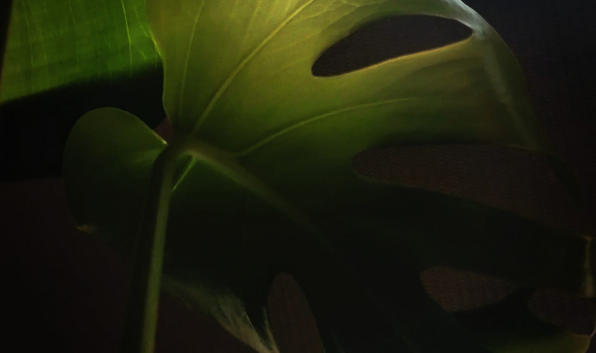 Monstera