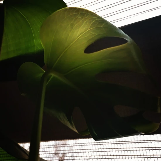 Monstera