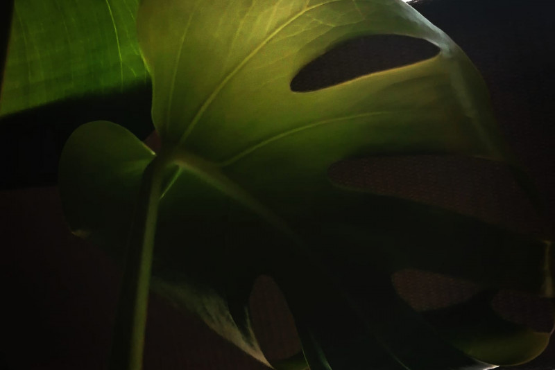 Monstera