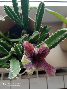 Stapelia hirsuta